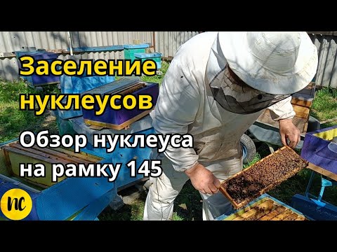 Видео: Заселение и обзор нуклеуса на рамку 145 для облета маток бакфаст и кордован.