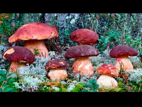 Видео: ТАКИХ ГРИБІВ ВИ ТОЧНО ЩЕ НЕ БАЧИЛИ.МЕГАПОЛЯНА КОРОЛІВСЬКИХ БІЛИХ ГРИБІВ.