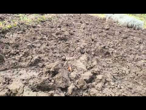 Видео: Що я робила сьогодні 