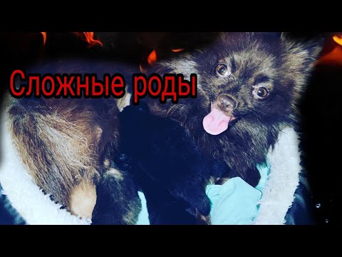 Видео: Первые роды шпица. Сложные. Часть первая #шпиц #щенки