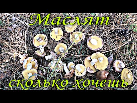 Видео: Маслят сколько хочешь, но если хочешь подосиновиков - пожалуйста!)