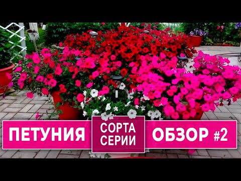 Видео: Ампельные ПЕТУНИИ. Обзор по сортам и сериям . Часть вторая