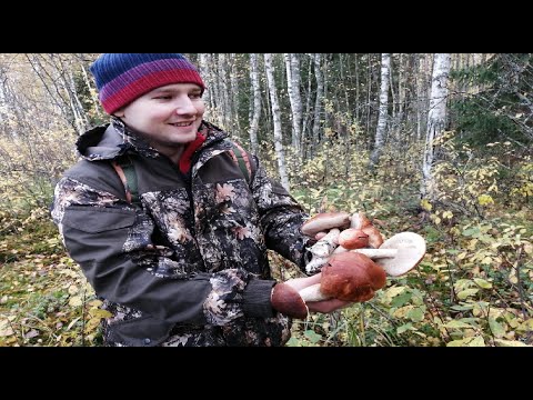 Видео: В ступоре от изобилия