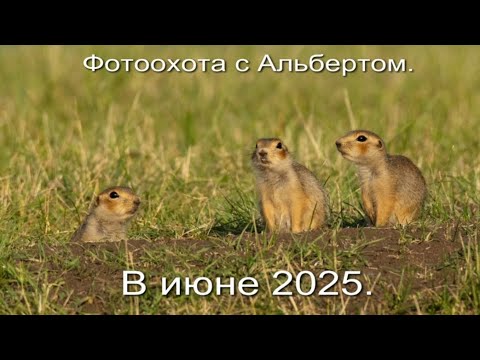 Видео: Фотоохота с Альбертом. В Июне 2025..