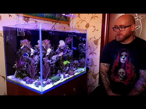 Видео: Проблемы в морском аквариуме