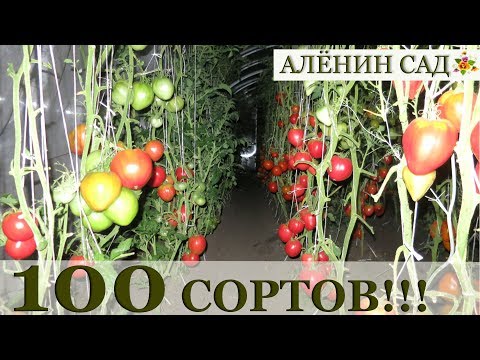 Видео: 100 сортов ТОМАТОВ "живьем" в теплицах коллекционера Людмилы