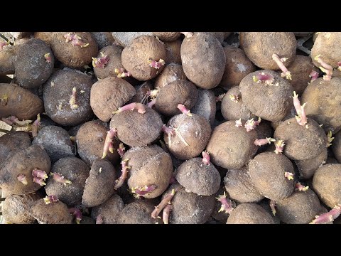 Видео: 🥔Картошка етиштриш усуллари 🌱биогумусда  943241221
