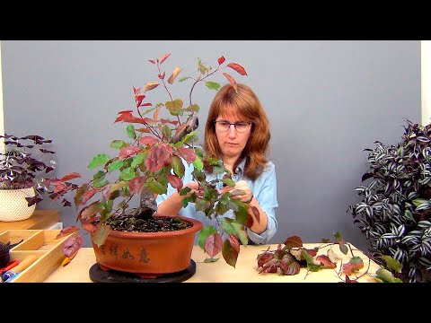 Видео: Бонсай из яблони (ч.2).