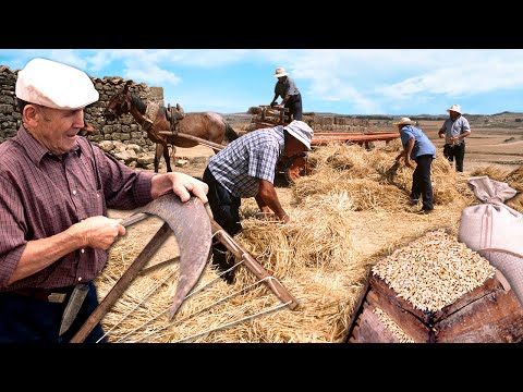 Видео: Полевые рабочие: хранители пшеницы. Тяжёлый труд жнецов и молотильщиков вчерашнего дня