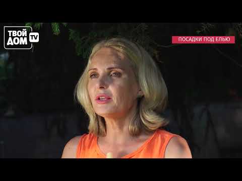 Видео: Посадка растений под елью 08 11 2019