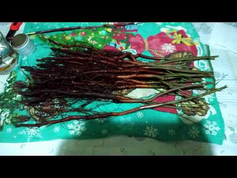 Видео: Зимняя прививка персика на алычу.