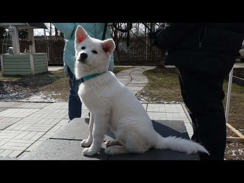 Видео: ДТ-127. Особенности воспитания акита-ину. Белая акита-ину Альта.