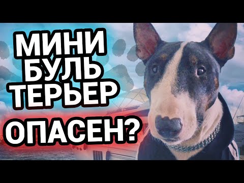 Видео: Миниатюрный бультерьер | Так ли опасны бультерьеры