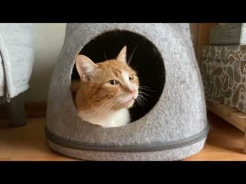 Видео: День из жизни котика с хроническим насморком