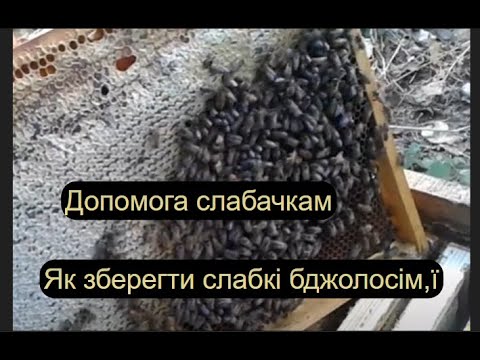 Видео: Як зберегти слабкі бджолосім,ї зимою.