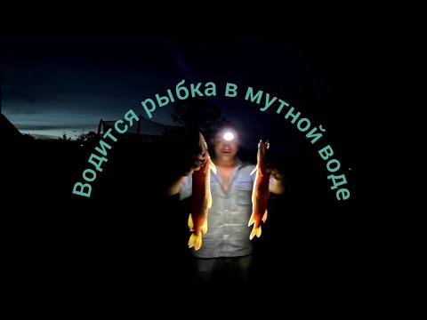 Видео: Рыбалка на Волхове. В поисках сома.