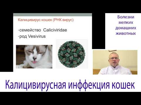 Видео: Калицивирусная Инфекция Кошек (Этиология, Диагностика, Лечение, Вакцинация) - Калицивироз у Котят