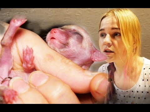 Видео: Родились фенеки! Первое кормление