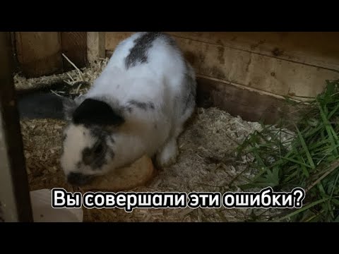 Видео: Ошибки начинающих кролиководов🐰кролики🐇кролиководство✨🐰