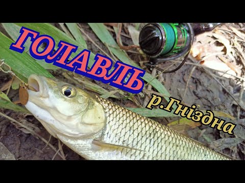 Видео: ЛОВЛЯ ГОЛАВЛЯ НА СПІНІНГ. р.Гніздна. м.Теребовля