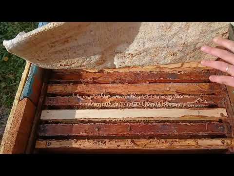 Видео: 🔴Надежная зимовка слабых семей и отводков