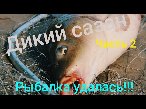 Видео: Дикий сазан. Часть 2. Сазан за сазаном, устали руки. Обь 6-10.08.2021