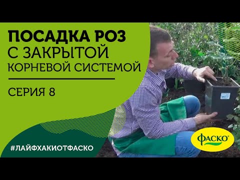Видео: Посадка роз с закрытой корневой системой. Серия 8.