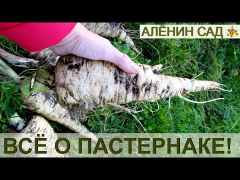 Видео: ВСЁ О ПАСТЕРНАКЕ ЧТО ВАМ НУЖНО ЗНАТЬ!