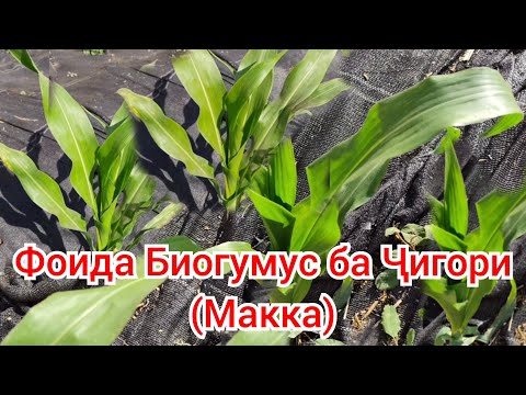 Видео: Биогумус барои Ҷигори (Макка) фоида дорад 
