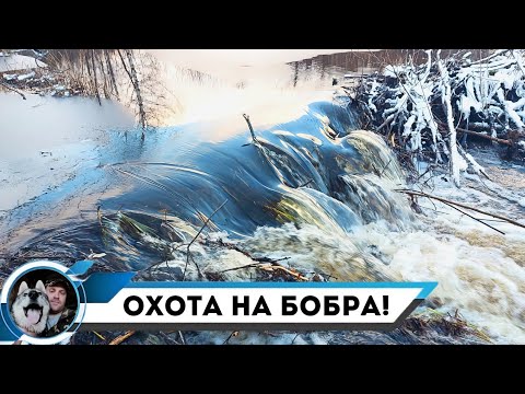 Видео: ПРОВЕРКА КАПКАНОВ НА БОБРА/МИНУС ОДИН КАПКАН/ПОПАЛСЯ ХОРОШИЙ БОБР!