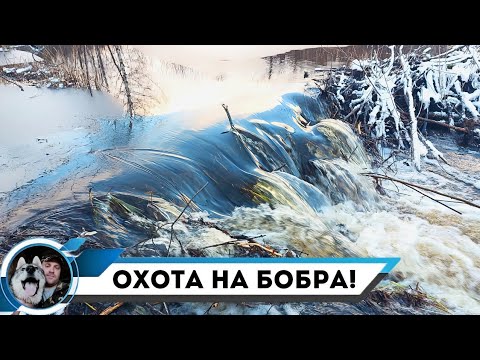 Видео: ПРОВЕРКА КАПКАНОВ НА БОБРА/МИНУС ОДИН КАПКАН/ПОПАЛСЯ ХОРОШИЙ БОБР!