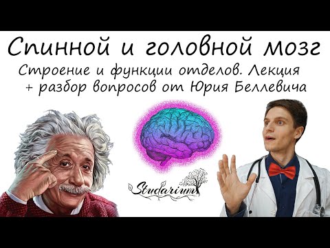 Видео: Спинной и головной мозг. Функции отделов головного мозга. Лекция и разбор заданий от Юрия Беллевича