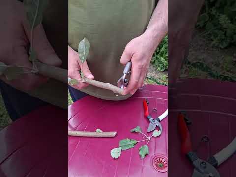 Видео: Порівняння секаторів Okatsune 103/ Nishigaki n 203