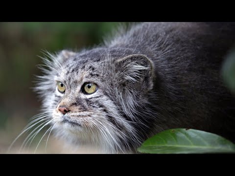 Видео: Манул - самый ДИКИЙ кот в мире. Интересные факты о мануле.