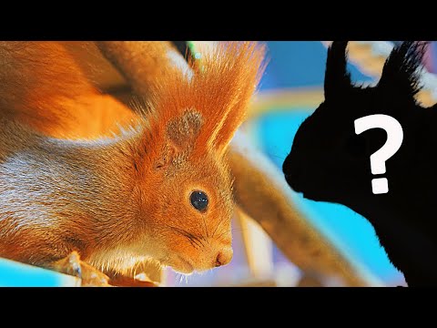 Видео: У БЕЛЬЧОНКА ПОЯВИЛСЯ ДРУГ? или ПОДРУГА? или...