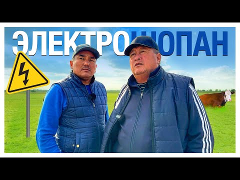 Видео: Әлемдегі ең дәмді ет | Электрошопан үлгісі | Герефорд тұқымы туралы эксклюзив видео