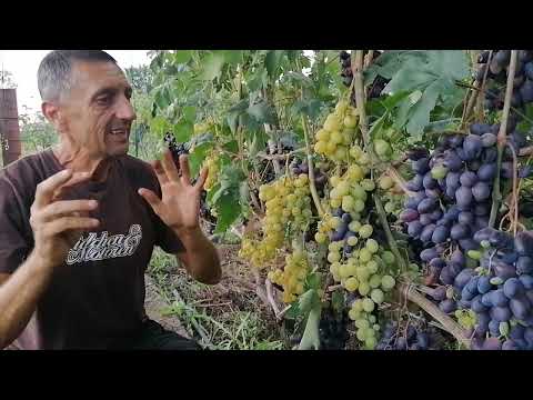 Видео: Виноград Индиана 2022г
