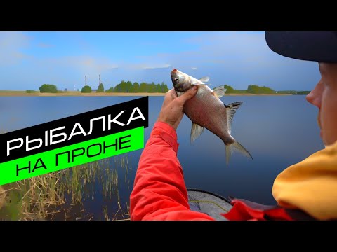 Видео: Фидерная ловля на реке Проня / Рыбалка весной / Fros Fishing