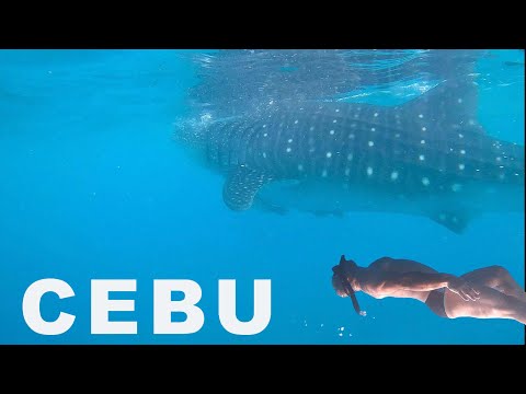 Видео: (ENG SUB)Плувахме с КИТОВА АКУЛА в ОСЛОБ, СЕБУ | Swimming with WHALE SHARKS in OSLOB, CEBU