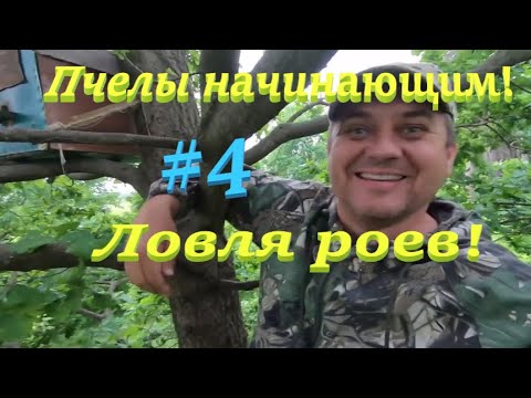 Видео: ✅Ловля роев! #ПЧЕЛОВОДСТВО4 НАЧИНАЮЩИМ С НУЛЯ!