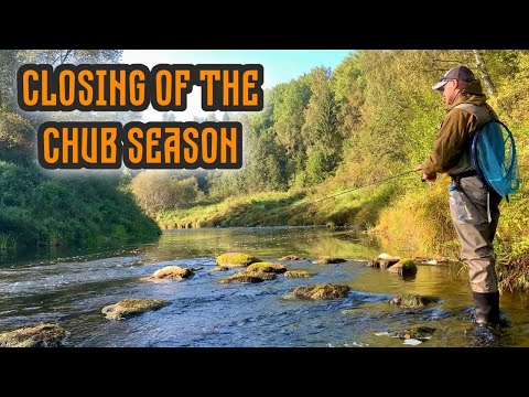 Видео: Рыбалка на ГОЛАВЛЯ в последние дни лета | Закрытие голавлиного сезона 2024 | Рыбалка на спиннинг