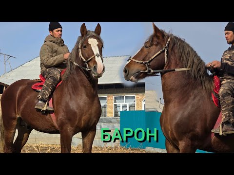 Видео: БАРОН  1.70  СМ  Ноокат  Бостон айылы 