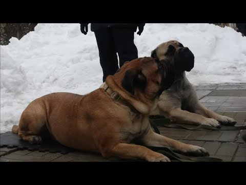 Видео: Догтренинг 570. Работа со стаей. Работают бультастифы или борьба за вынос