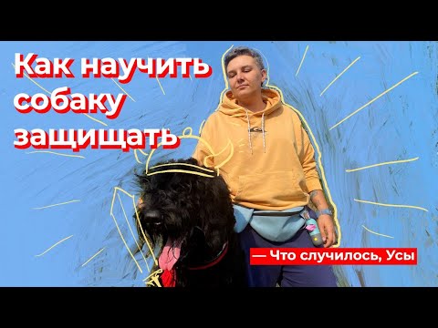 Видео: Что случилось, Усы? Как научить собаку защищать
