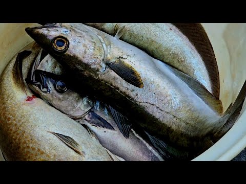 Видео: В ГОСТЯХ У RybakAS. Рыбалка в Норвегии с ЛОДКИ. морская рыбалка в Норвегии. #lange_fishing