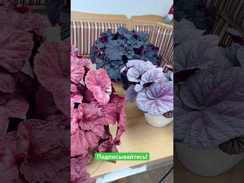 Видео: Бегония нашей селекции #begonia #бегонии