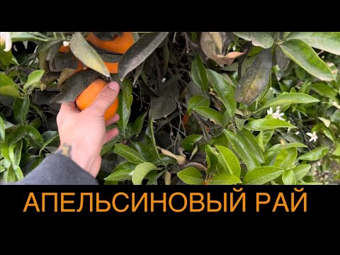 Видео: Зарабатываю $2500 в неделю