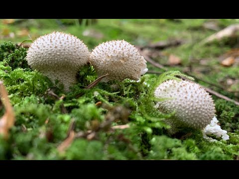 Видео: Готую у лісі (серія 17): ДОЩОВИК ЇСТІВНИЙ/ LYCOPERDON PERLATUM/ ASMR