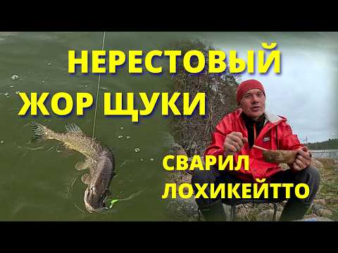 Видео: Весенний ЖОР ЩУКИ на Финском заливе! Лучшие места, приманки и сливочная уха lohikeitto