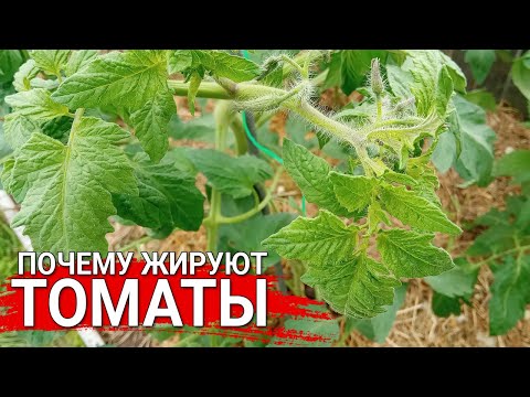 Видео: Почему жируют томаты